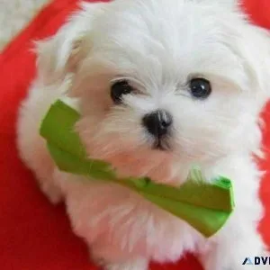 Super adorable Maltese Puppies.