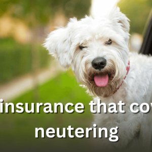 Pet insurance that covers neutering