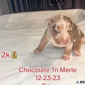 American Bully Hybrid Bull