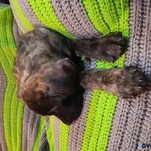 English Mastiff Puppies