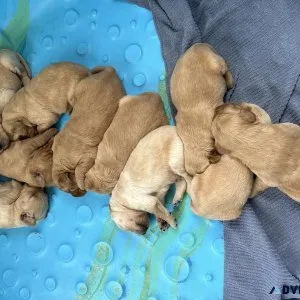 Golden Irish puppies