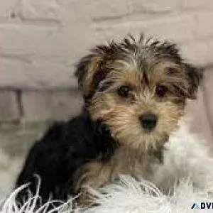 Yorkiemaltese mix (morkie)