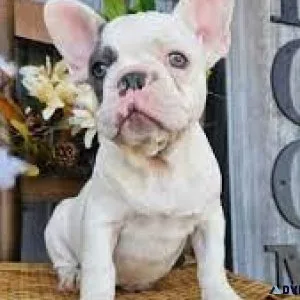 French bulldogs