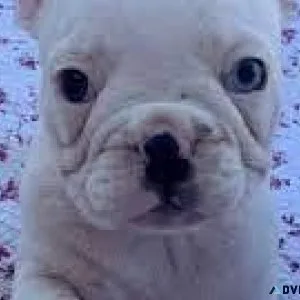 French Bulldog Pups