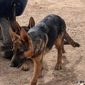 AKC Female German Shepherd