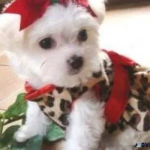 Registered Maltese Puppies