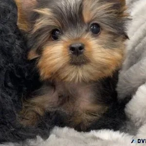 Tiny Poodle mix
