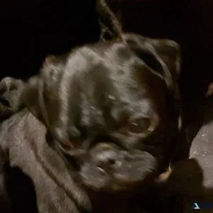 pug puppies