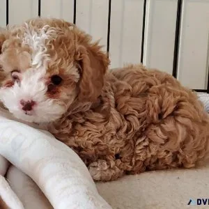 Red toy poodle puppies boy and girl