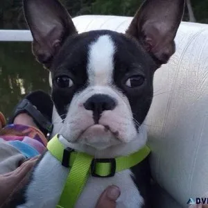 Frenchton puppies for sale
