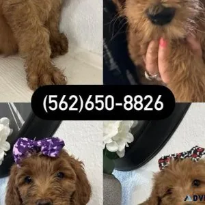 Standard Golden doodle puppies