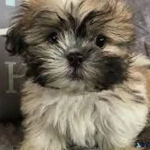 SHIHTZU MALTESE (MALSHI)
