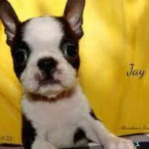Boston Terrier puppies