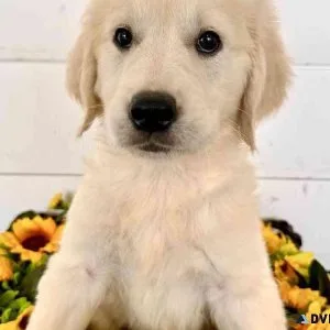 Gorgeous Golden Retriever Puppies available.