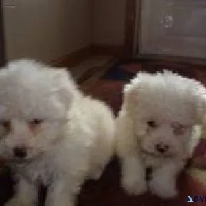 Special little Maltese puppies