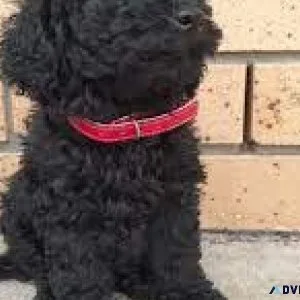 Black TOY POODLE PUREBRED