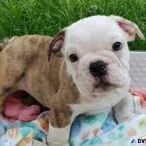 American Bulldog Puppies