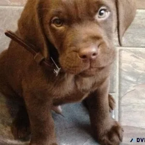 Chocolate lab puppies
