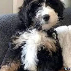 Mini Bernedoodles