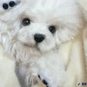 Bichon Frise puppies