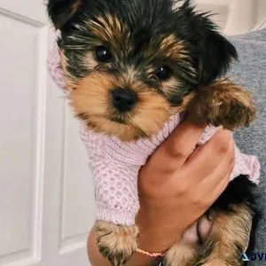 dhr Yorkshire Terrier Puppies