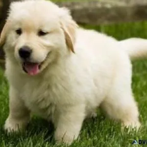 Cute Labrador retriever Puppies Available