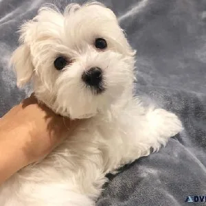 vjyk  Available MALTIPOO  puppies