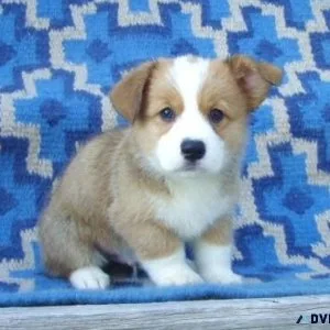 drh Pembroke Welsh Corgi puppies