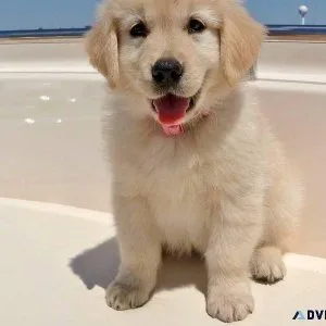 htff Quality Golden Retriever Puppies