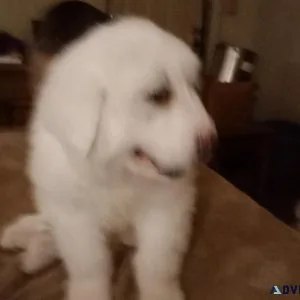 Great Pyrenese female