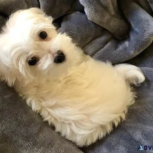 tjjt  Charming MALTIPOO  puppies