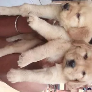 Cute Labrador Retriever puppies for sale