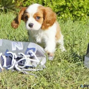 hfjgk Cavalier King Charles puppies