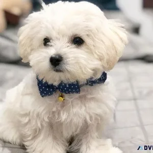 vhrh Maltese Puppies