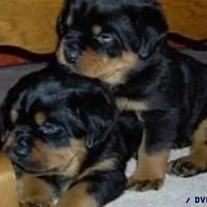 Black Rottweilers Puppies