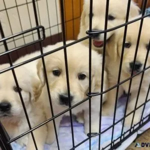 Socialize Available Golden Retriever