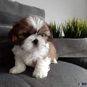 bhjj SHIH TZU PUPPIES