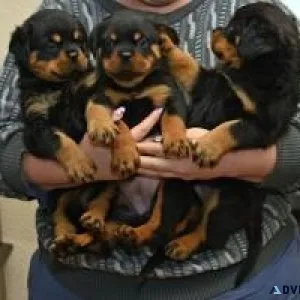 Gorgeous male and female Rottweilers puppies