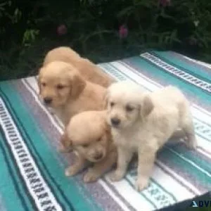 Energetic Golden Retriever Puppies