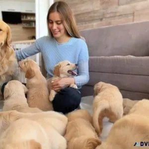 Quality Golden Retriever puppies