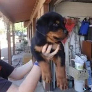 Purebred Rottweilers for Adoption