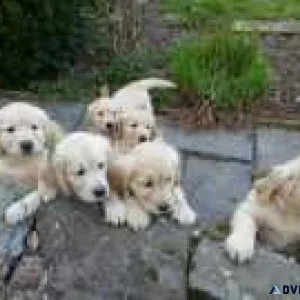Charming male and female Golden Retriever puppies for adoption