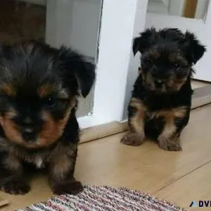 Socialize Yorkshire Terrier Puppies