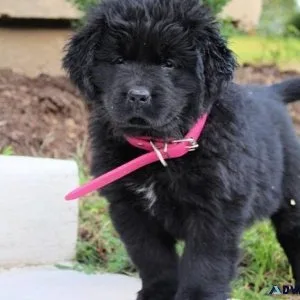 Socialize Newfoundland Puppies