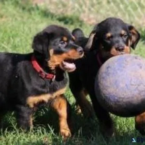 Nice and Healthy Rottweilers Puppies