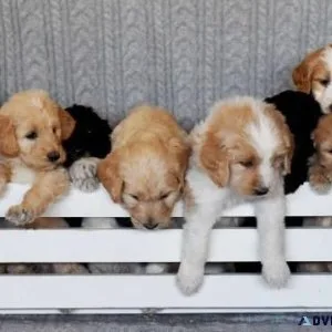Awesome Rottweilers Puppies