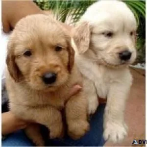 Marvelous Golden Retriever Pups