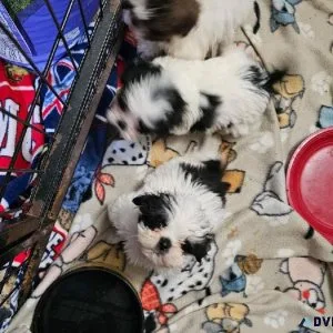 Shih Tzu
