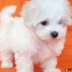 Exceptional AKC Maltese Puppies