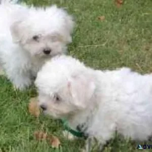 Quality Registered Maltese puppies